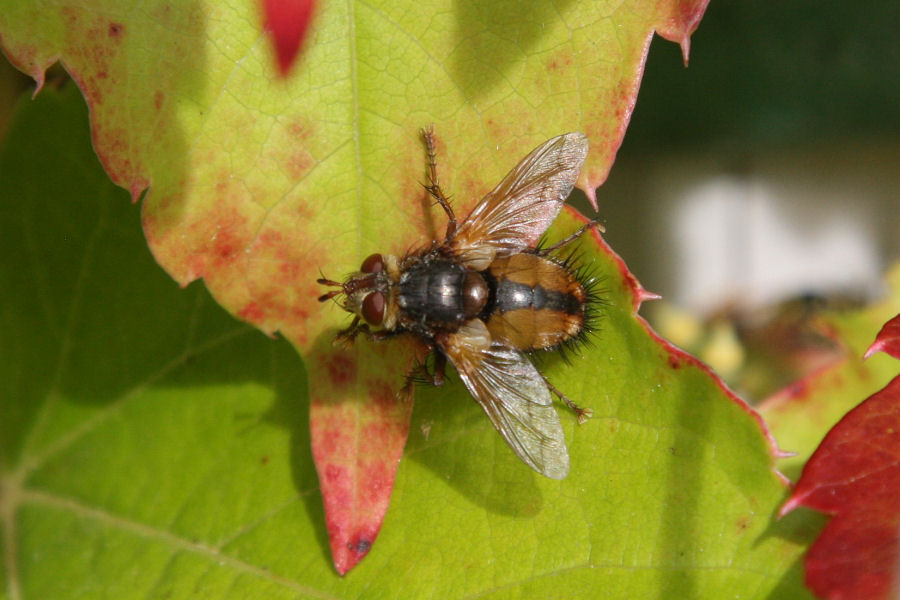 Tachina sp. (Tachinidae)